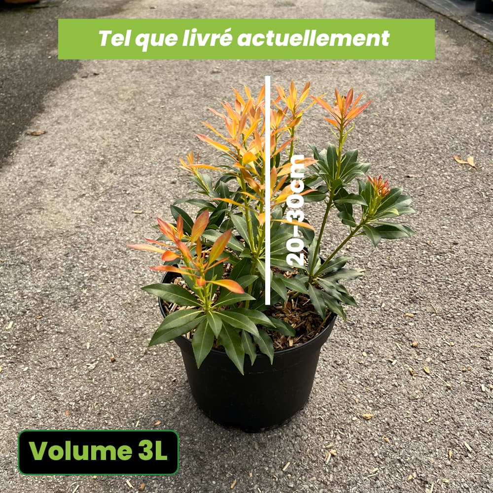 Pieris Japonica Forest Flame - Volume 3L / 20-30cm