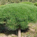 Pinus Densiflora Tanyosho Compacta - Volume 3L / 15-20cm