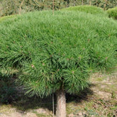 Pinus Densiflora Tanyosho Compacta