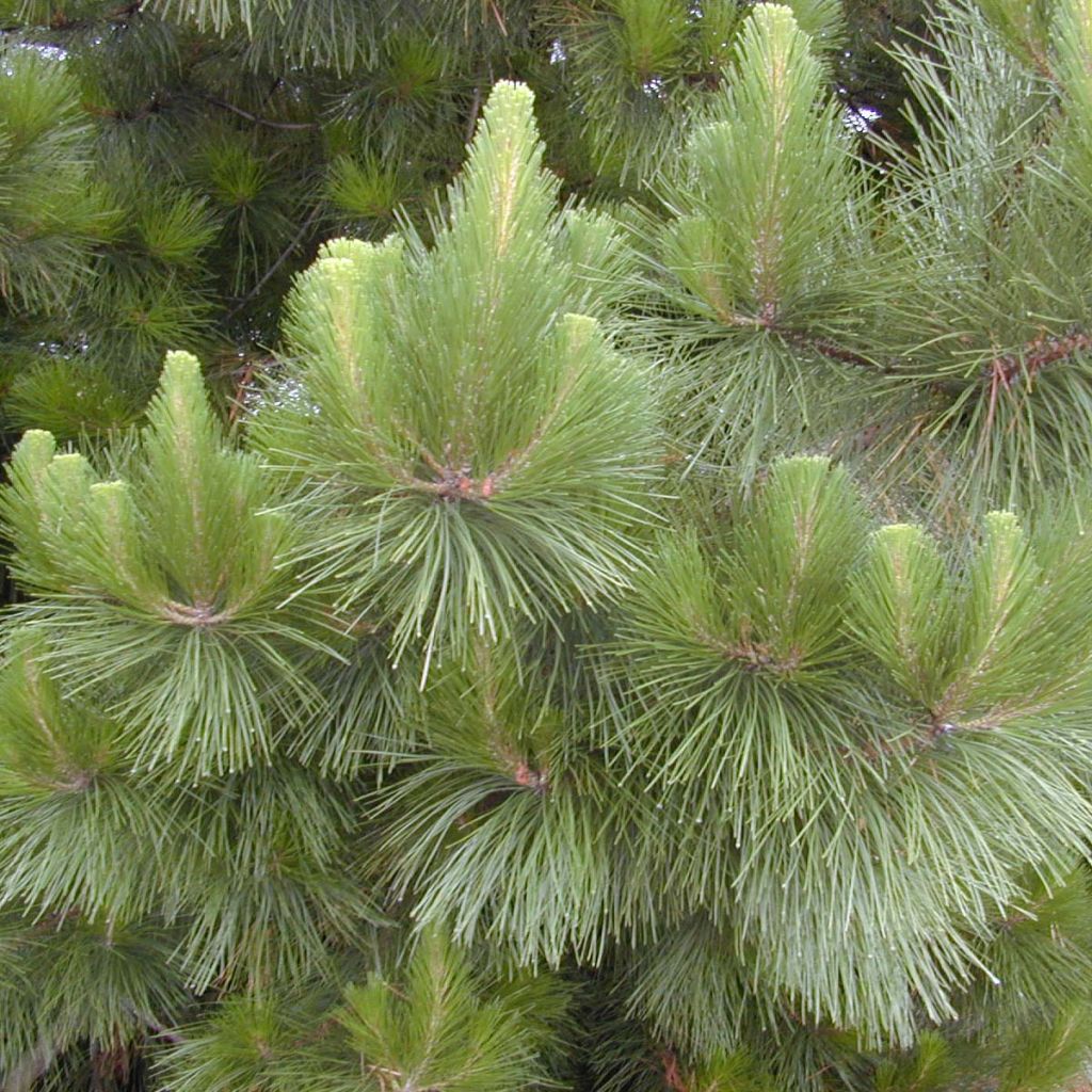 Pinus Insignis - Pin de Monterey - Volume 3L / 30-50cm