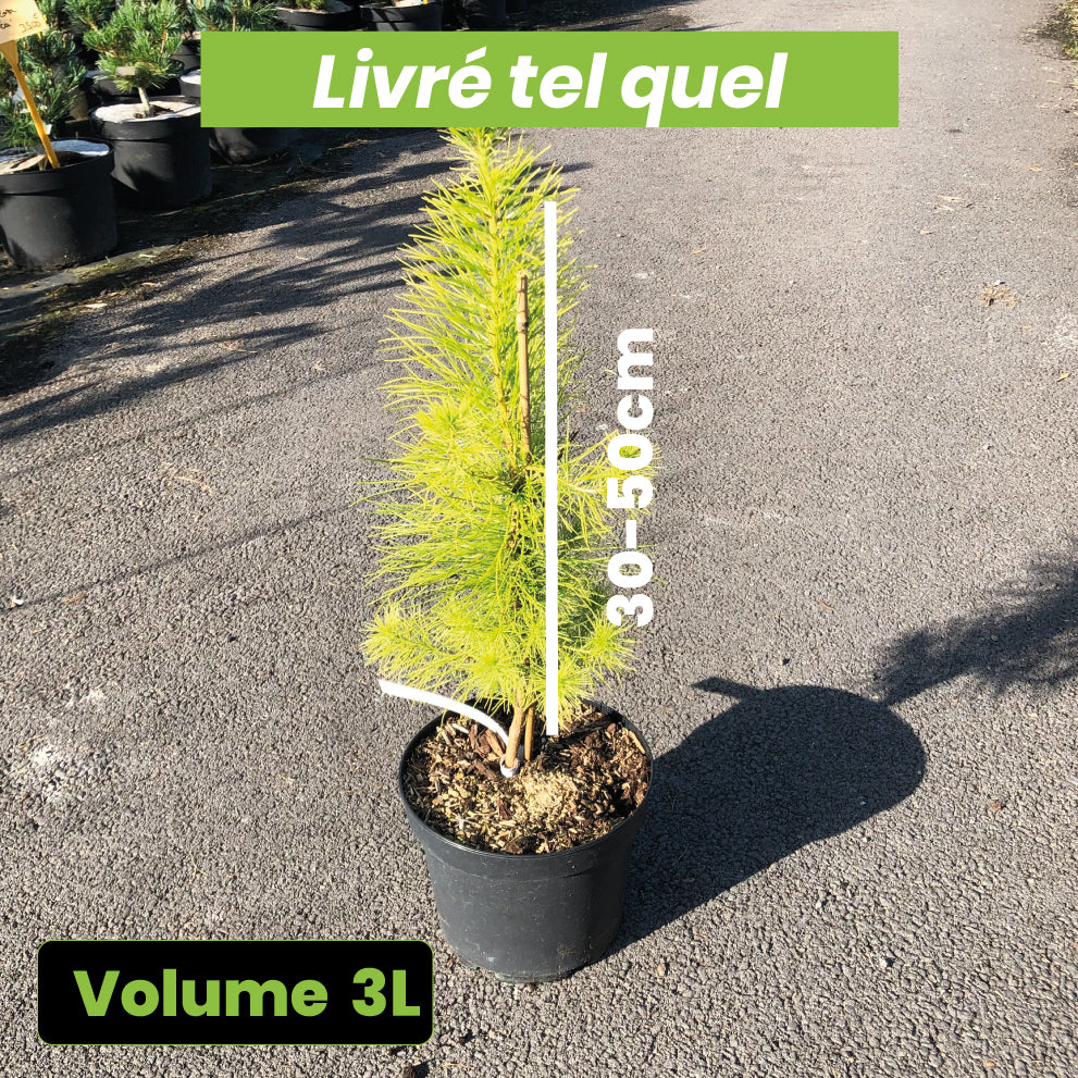 Pinus Insignis - Pin de Monterey - Volume 3L / 30-50cm