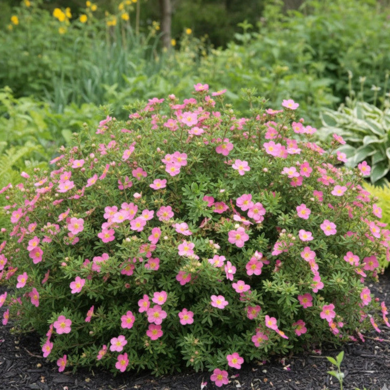 Potentilla x Rosea - Potentille arbustive - Volume 3L / 30-40cm