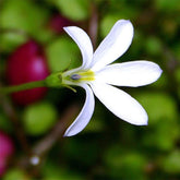 Pratia Pedunculata 'Treadwellii'