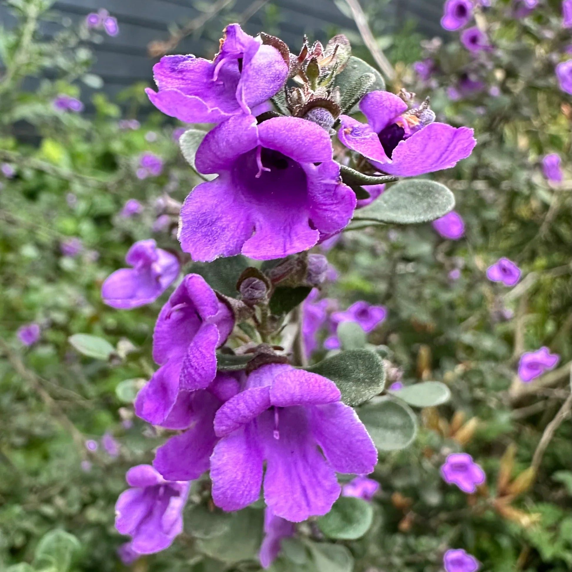 Prostanthera Rotundifolia - Menthe Australienne - Volume 3L / 30-40cm