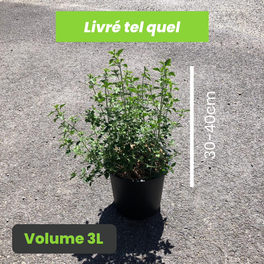 Prostanthera Rotundifolia - Menthe Australienne - Volume 3L / 30-40cm