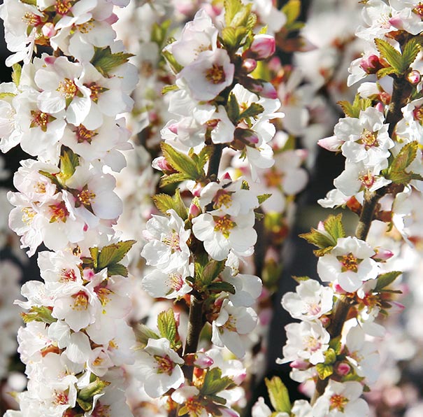 Prunus Tomentosa - Cerisier tomenteux de Nankin - Volume 3L / 40-60cm