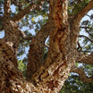 Quercus Suber - Chêne Liège - Volume 4L / 40-60cm