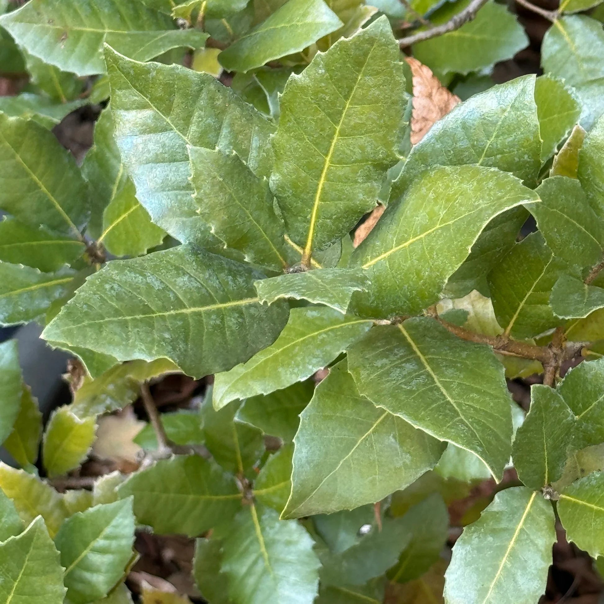 Quercus Ilex - Chêne vert - Volume 3L / 30-50cm