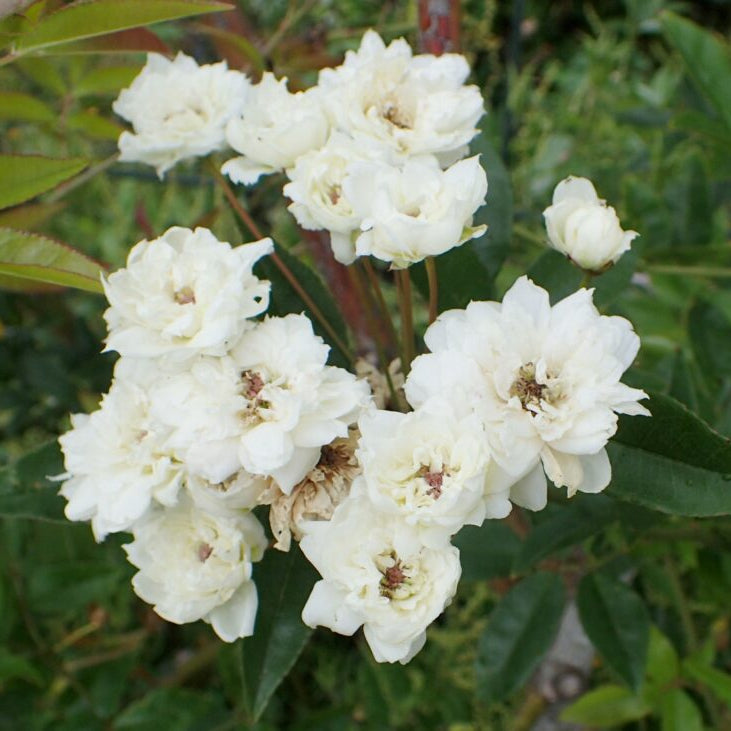 Rosa Banksiae Alba Plena - Rosier de Banks - Volume 3L / 40-60cm