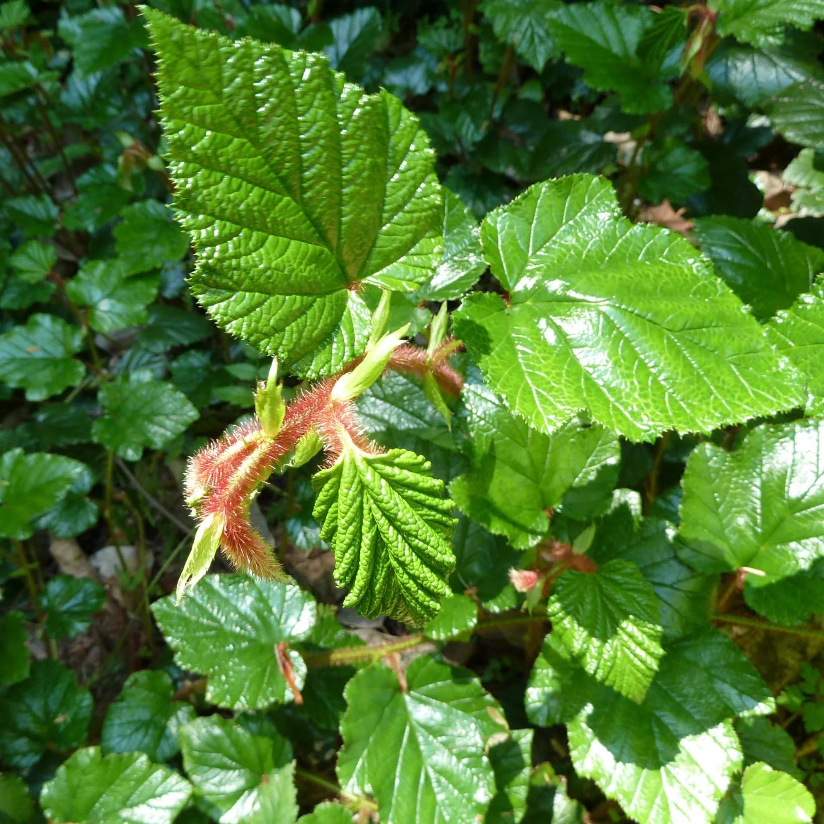 Rubus Betty Ashburner - Rubus Tricolor - Volume 3L / 30-40cm