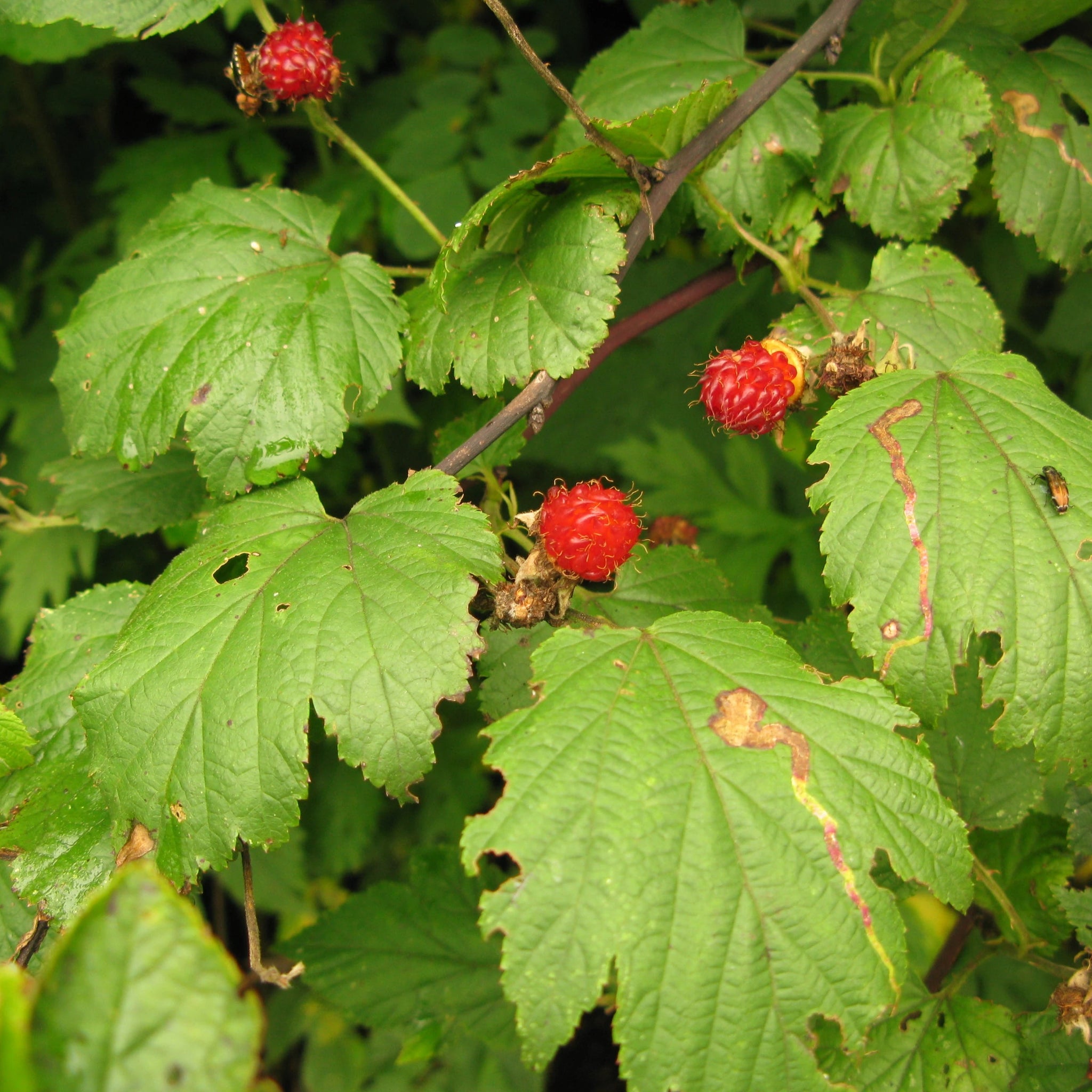 Rubus Crataegifolius Raspberry Tower – Framboisier décoratif et fruitier