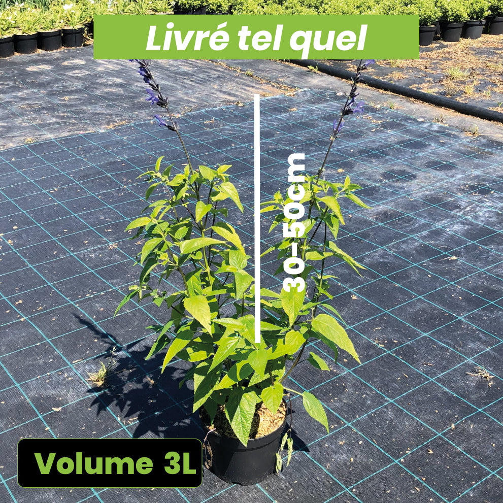 Salvia Guaranitica - Sauge Arbustive - Volume 3L / 30-50cm
