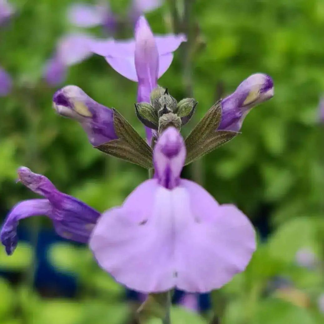 Salvia microphylla so cool pale blue - Volume 3L / 30-50cm