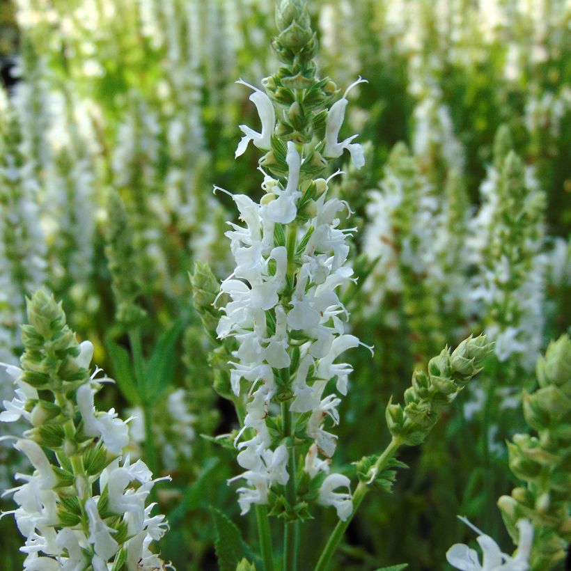 Salvia Nemorosa Schneehügel - Sauge des Bois - Volume 3L / 20-30cm