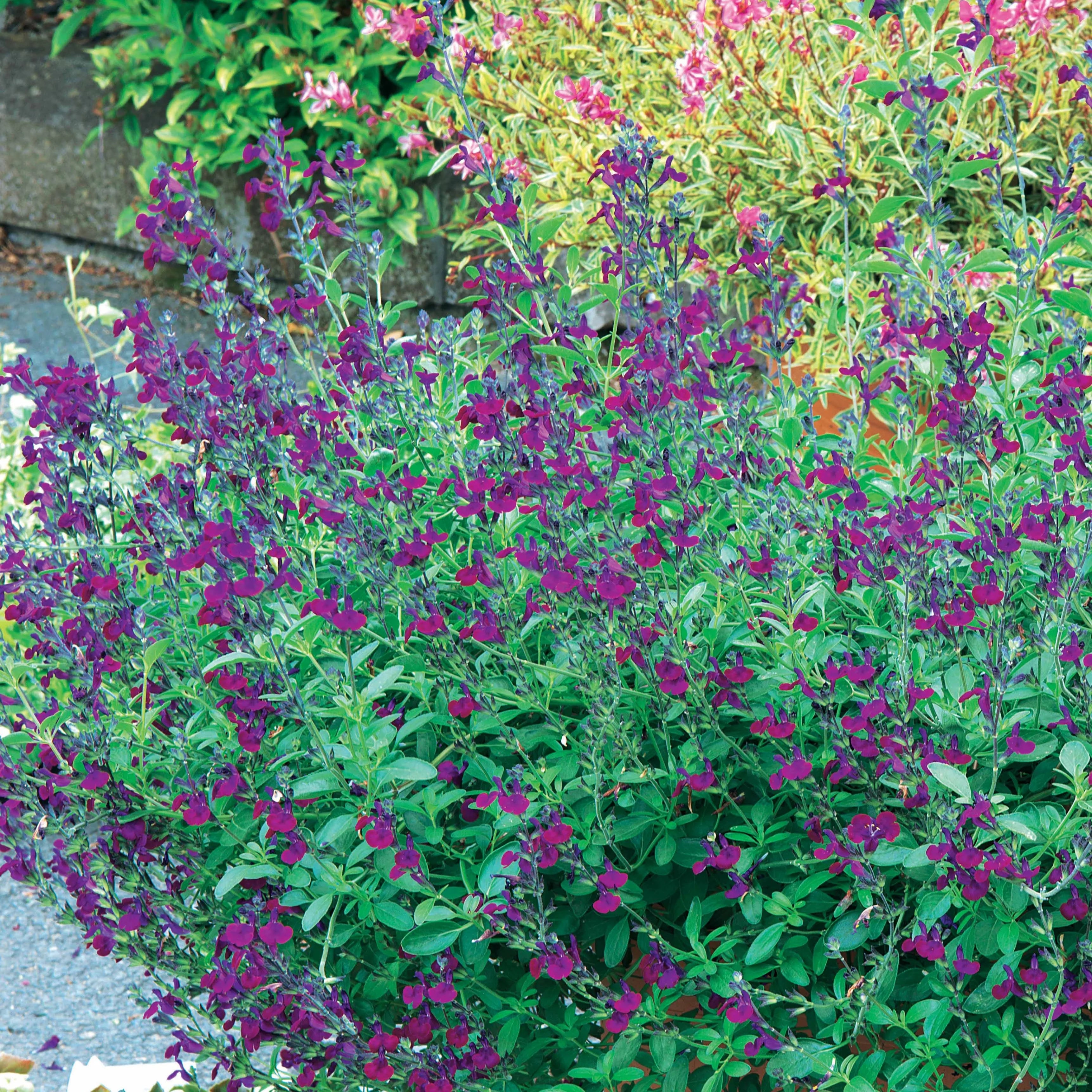 Salvia Microphylla Violette de Loire - Sauge arbustive - Volume 3L / 30-40cm