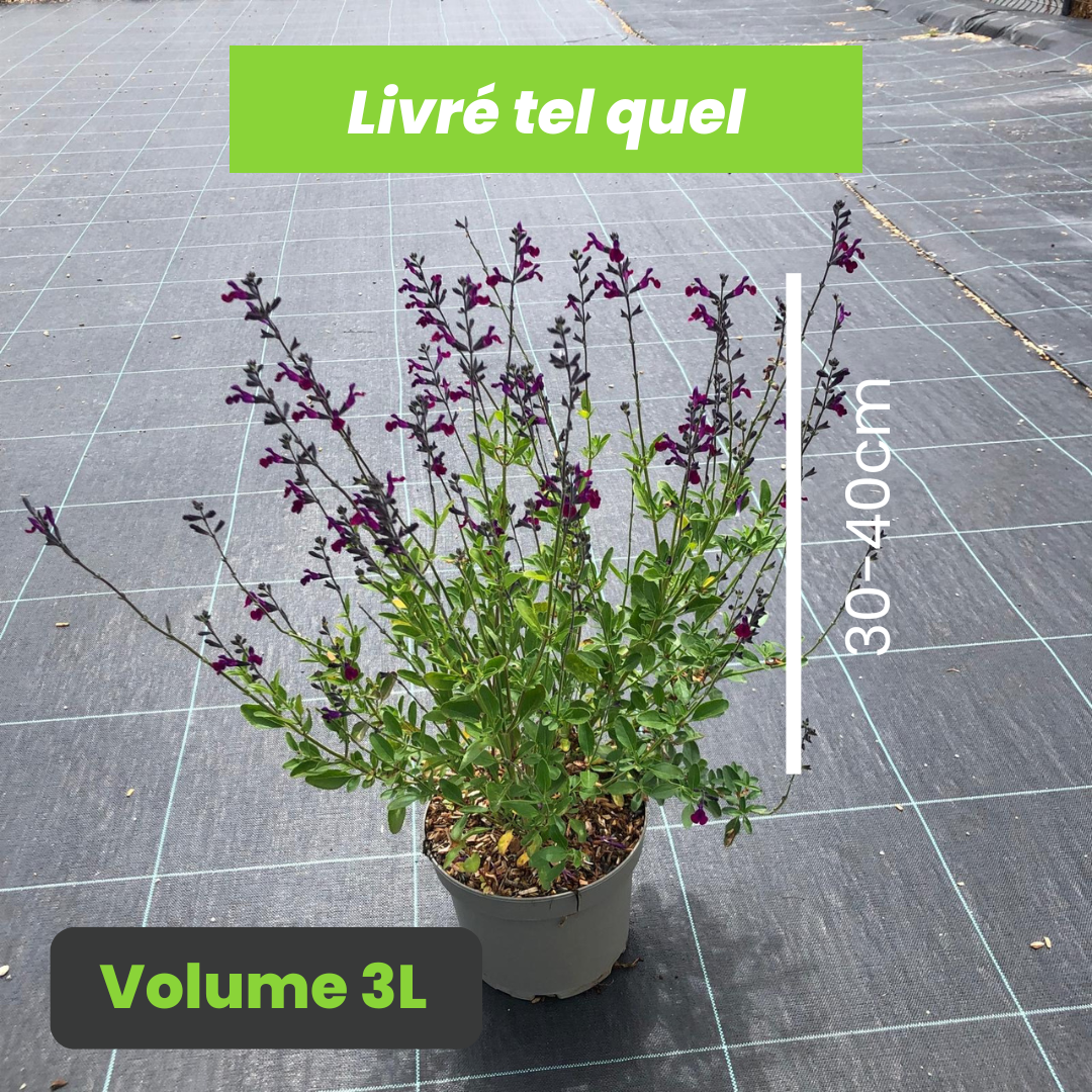 Salvia Microphylla Violette de Loire - Sauge arbustive - Volume 3L / 30-40cm