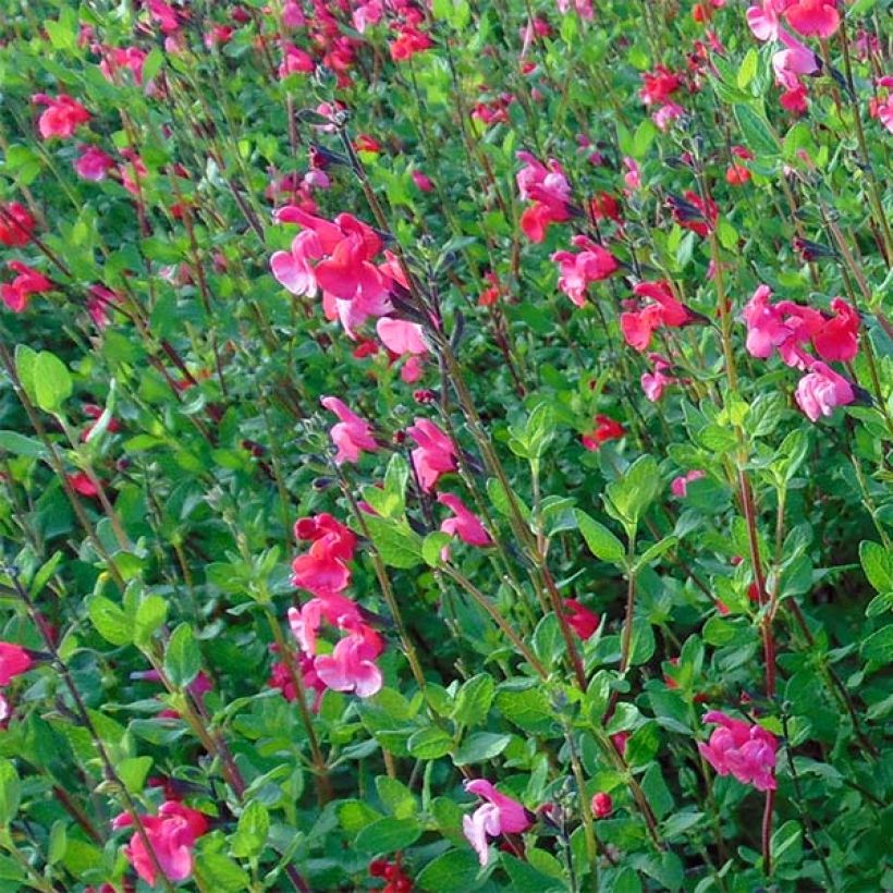 Salvia Microphylla Grahamii - Sauge Arbustive aux Fleurs Rouges
