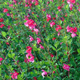 Salvia Microphylla Grahamii - Sauge arbustive