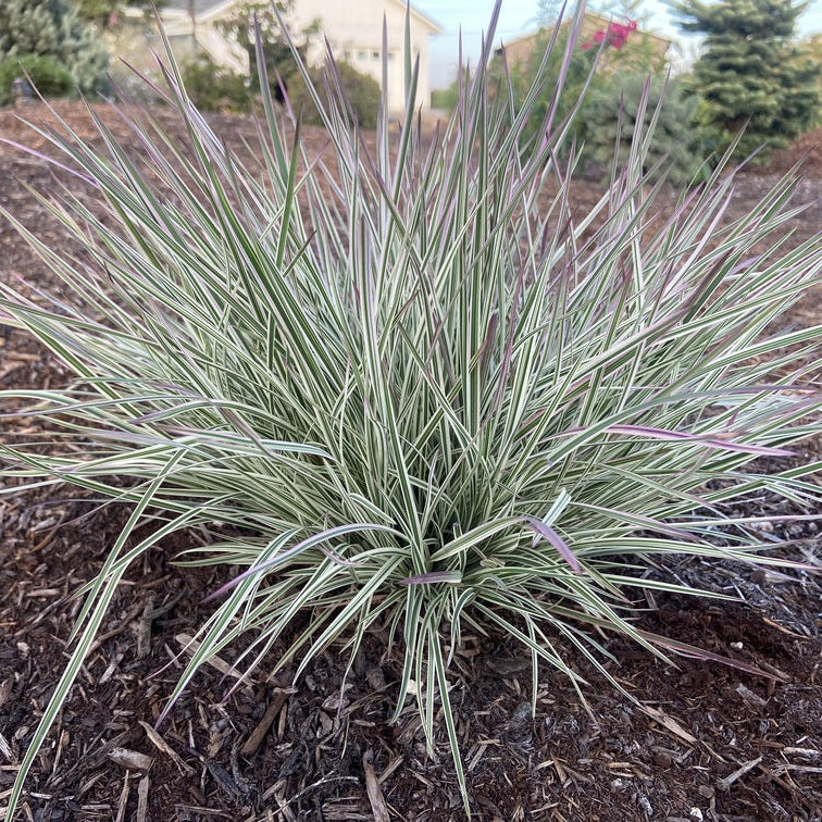 Schizachyrium Scoparium Chameleon - Schizachyrium Panaché Chameleon - Volume 3L / 20-30cm