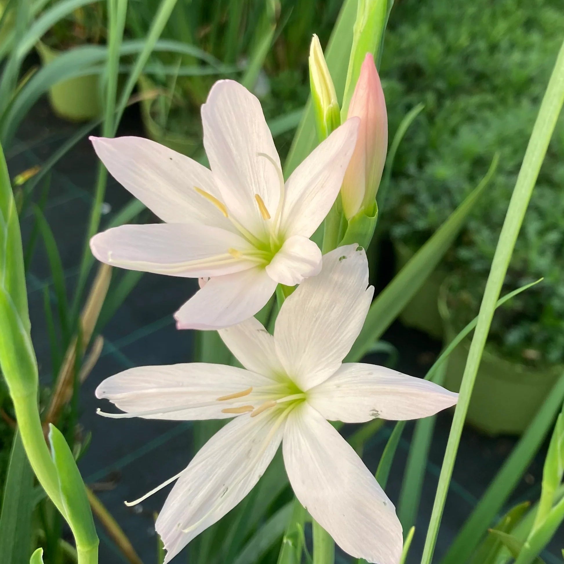 Schizostylis Coccinea Alba - Lis des Cafres - Volume 3L / 20-30cm