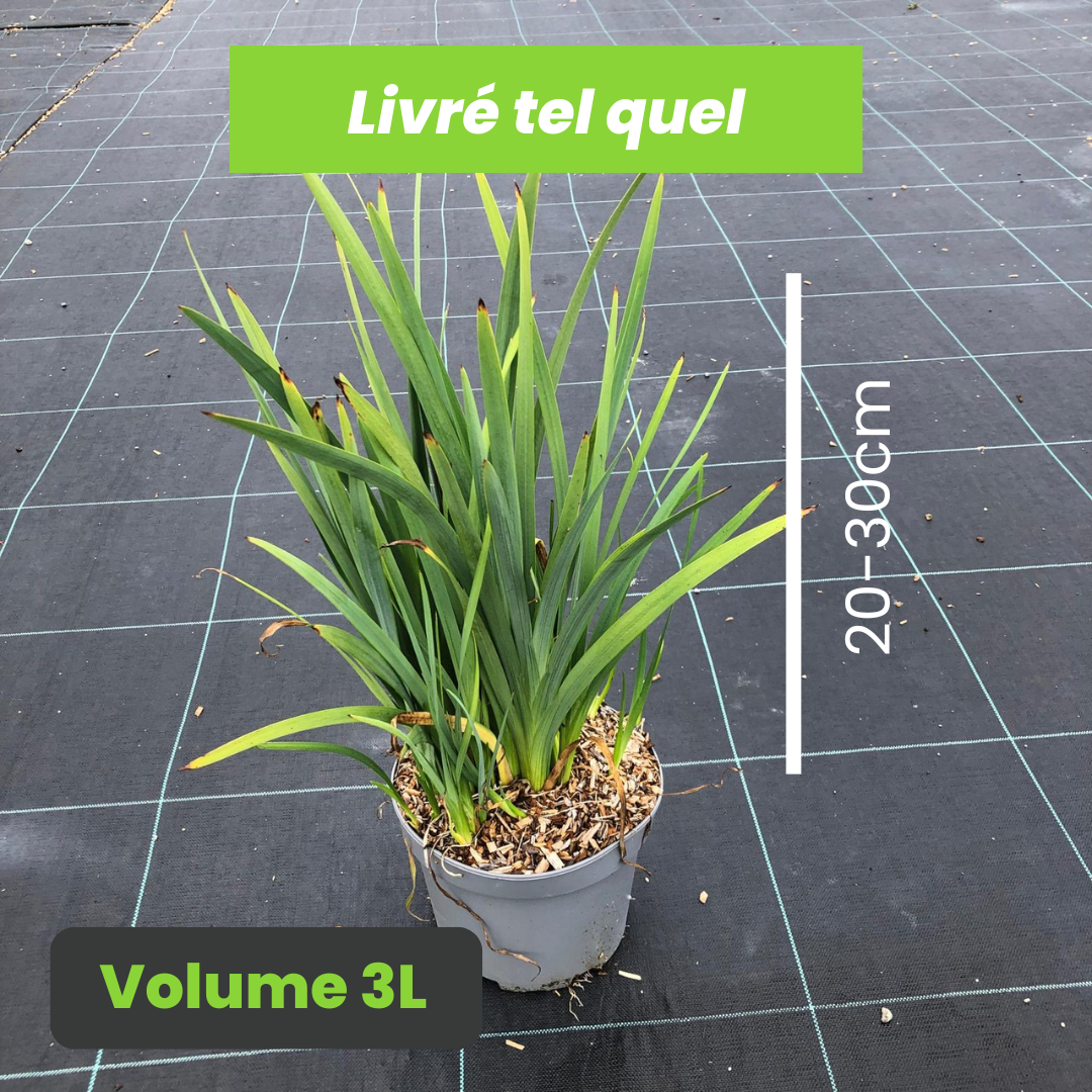Schizostylis Coccinea Alba - Lis des Cafres - Volume 3L / 20-30cm