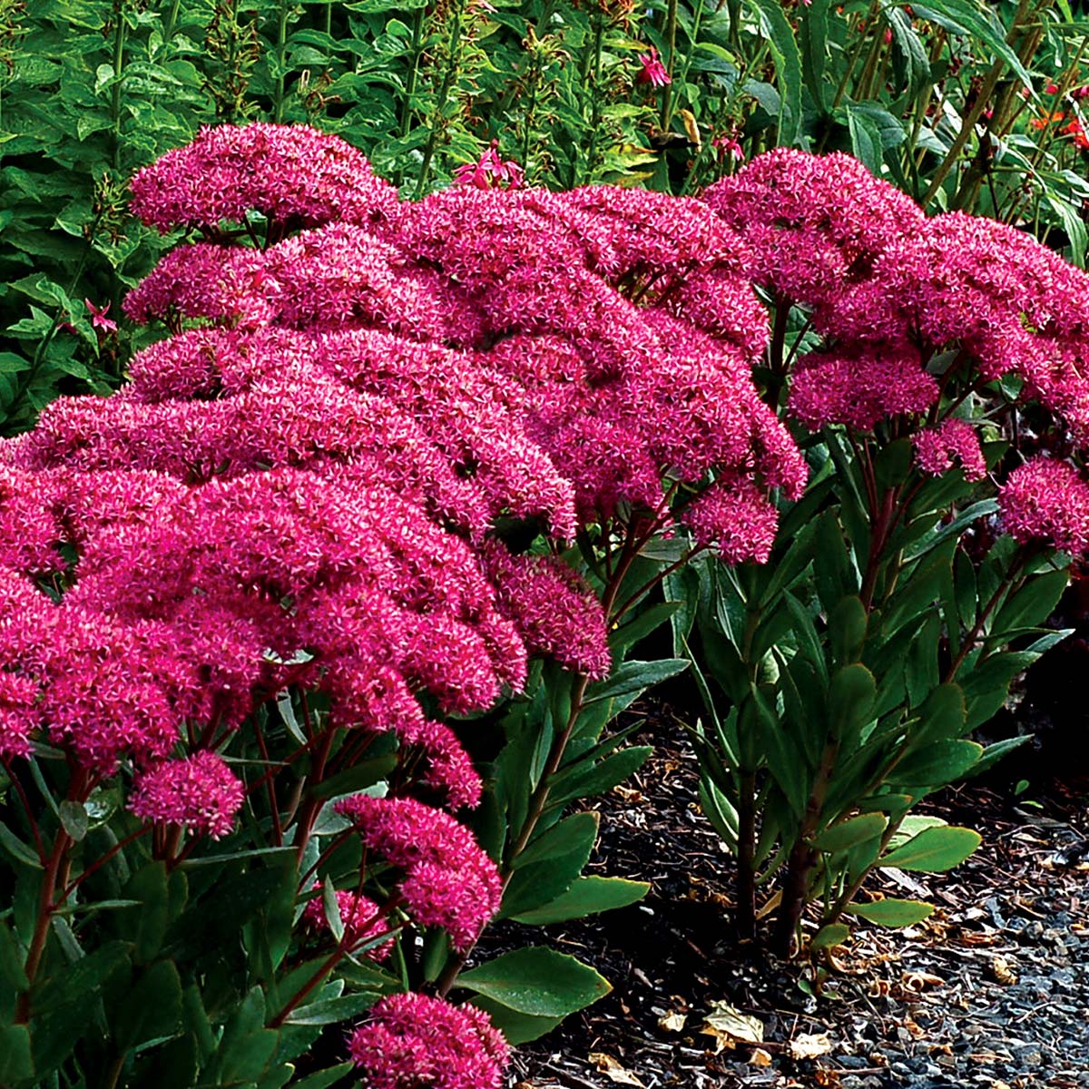 Sedum Mr Goodbud - Orpin d'Automne Mr Goodbud - Volume 3L / 15-20cm