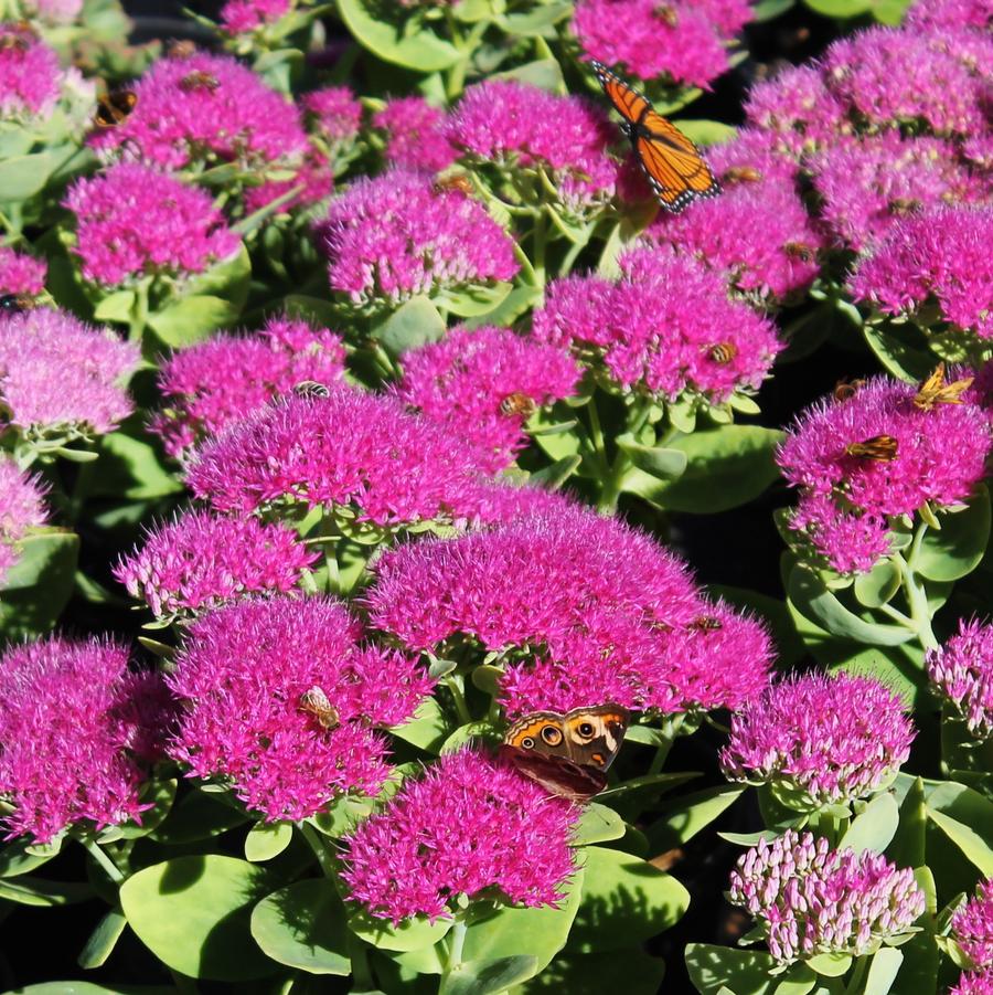 Sedum Spectabile Brillant - Orpin d'automne Brillant - Volume 3L / 15-20cm
