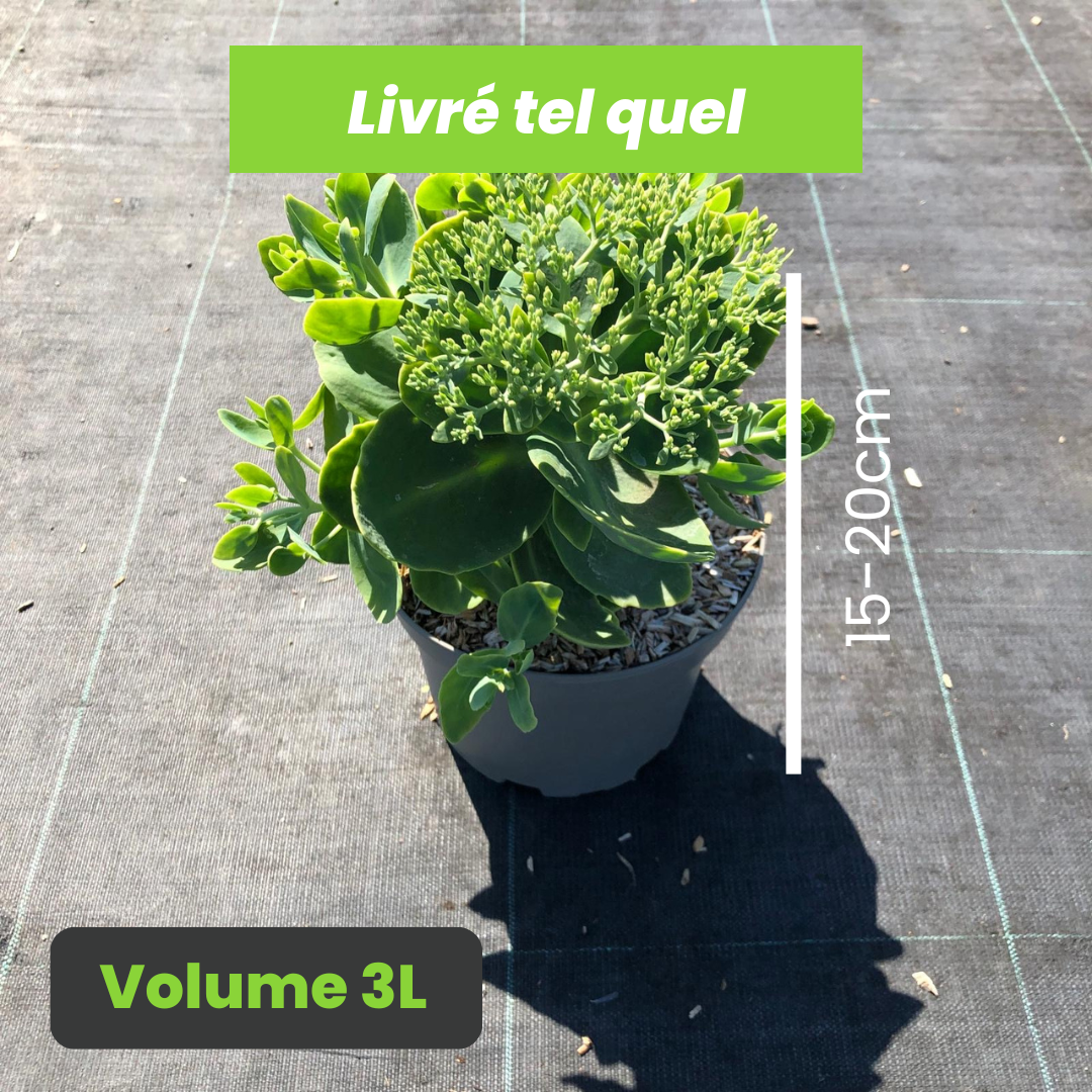 Sedum Spectabile Brillant - Orpin d'automne Brillant - Volume 3L / 15-20cm