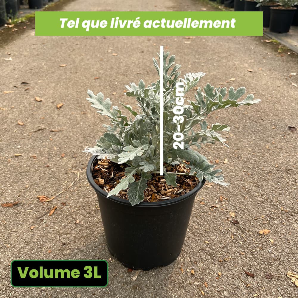 Senecio Cineraria Silver Dust - Cinéraire Maritime Silver Dust - Volume 3L / 20-30cm