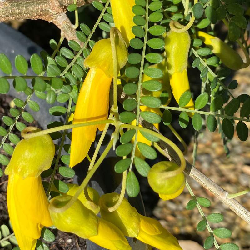 Sophora Microphylla Dragon's Gold - Sophora Nain - Volume 3L / 30-40cm