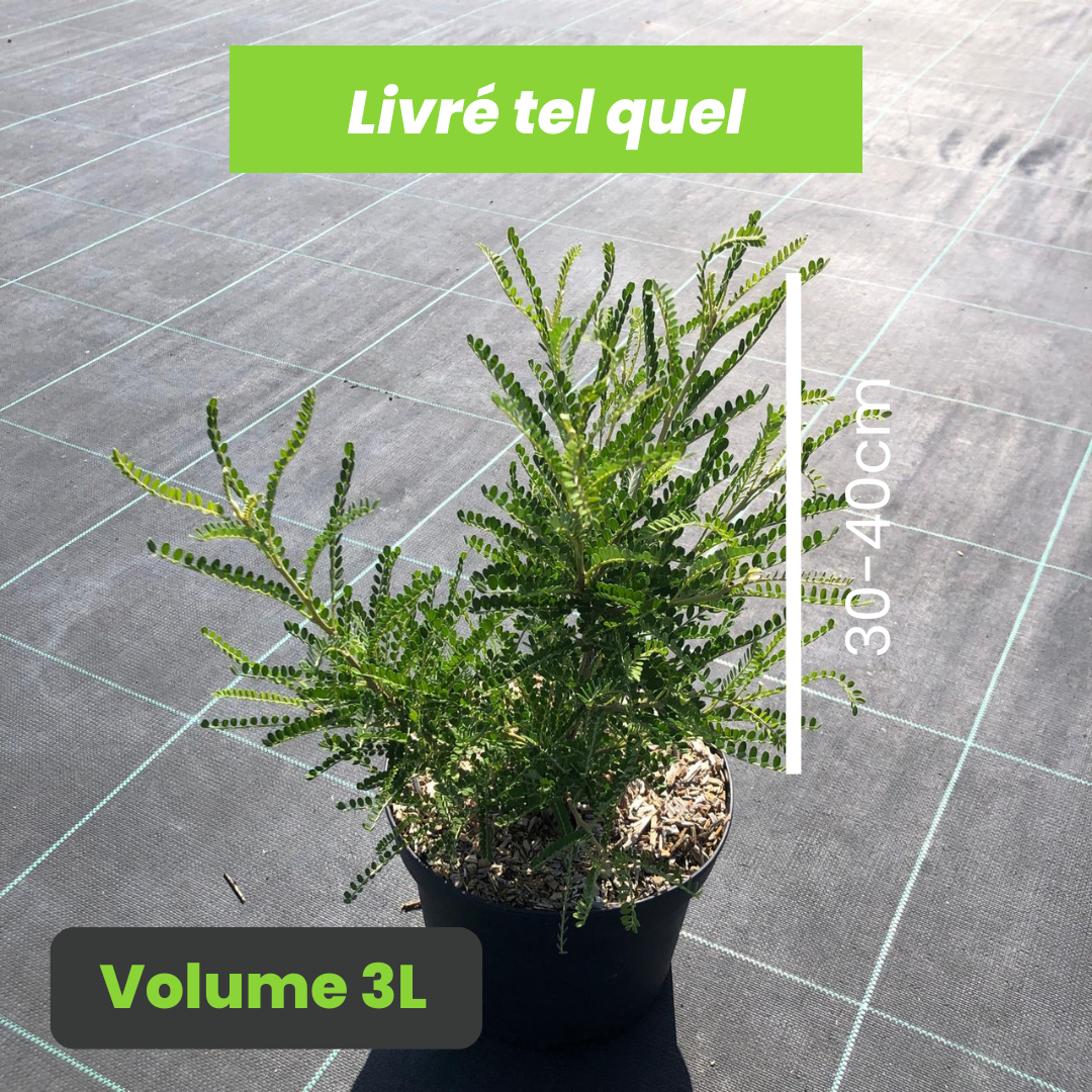 Sophora Microphylla Dragon's Gold - Sophora Nain - Volume 3L / 30-40cm