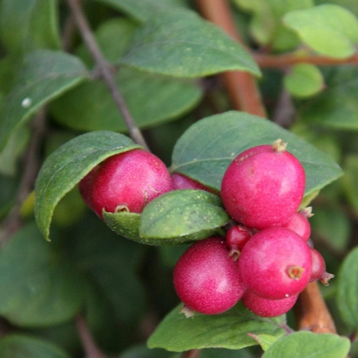 Symphoricarpos x Chenaulty Hancock - Symphorine rampante Hancock - Volume 3L / 30-40cm