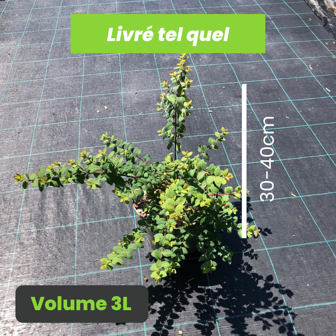Symphoricarpos x Chenaulty Hancock - Symphorine rampante Hancock - Volume 3L / 30-40cm