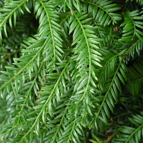 Taxus Baccata Fastigiata Robusta - If Commun Fastigié