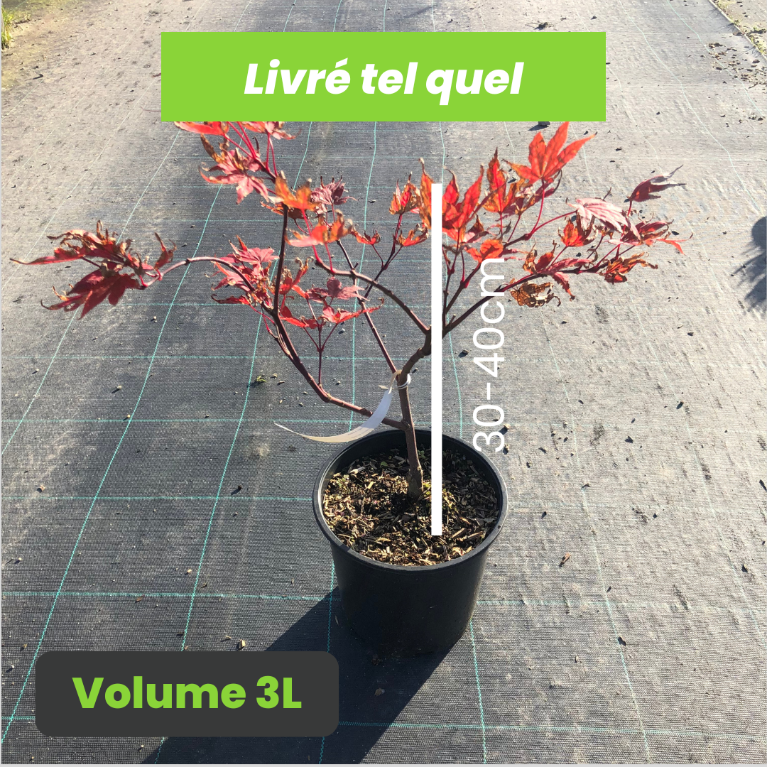 Acer Palmatum Kasagi Yama - Volume 3L / 30-40cm