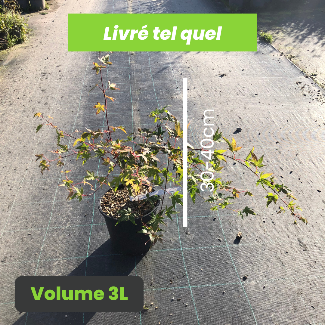 Acer Palmatum Ryusen - Volume 3L / 30-40cm