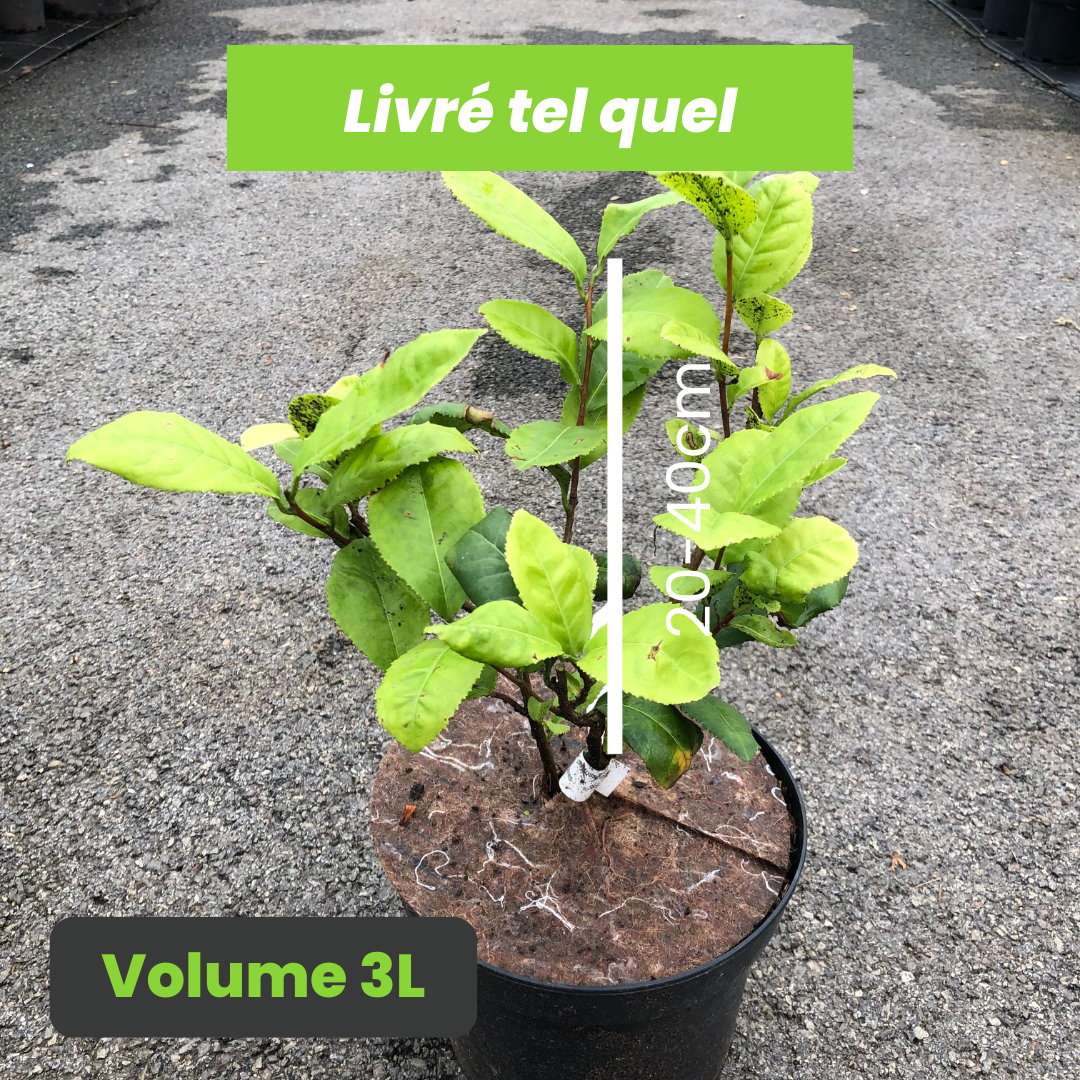 Camellia Sinensis - Théier - Volume 3L / 20-40cm