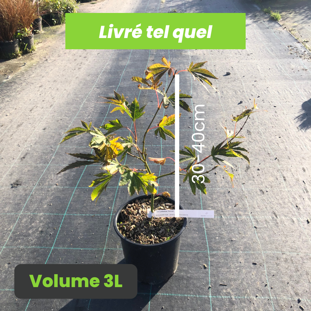 Acer Palmatum Kinran - Volume 3L / 30-40cm