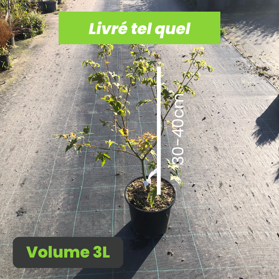 Acer Palmatum Ukon - Volume 3L 30-40cm