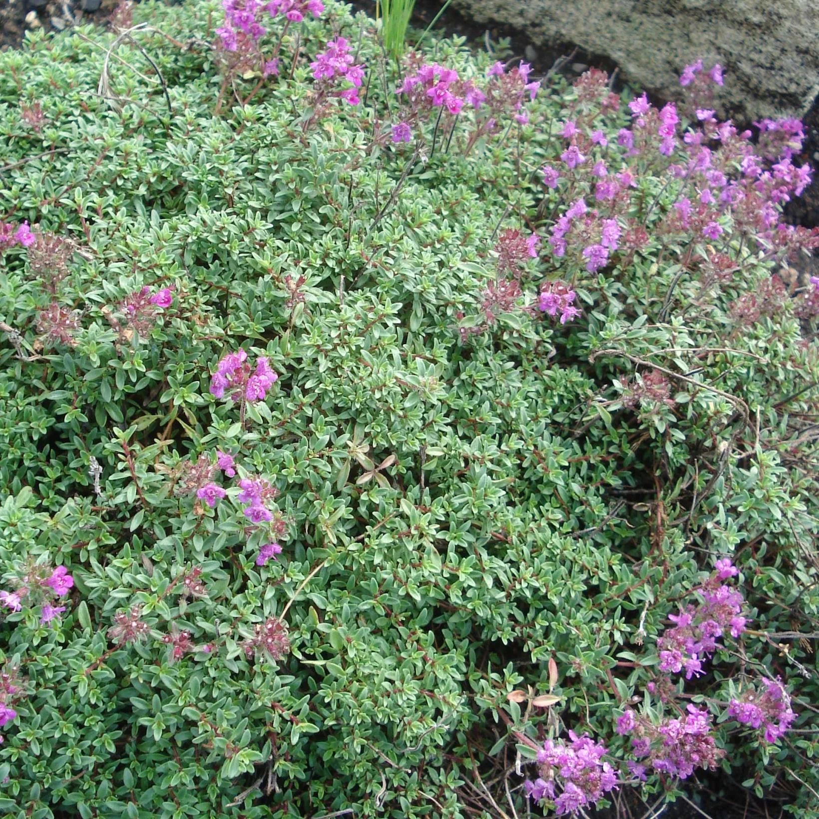 Thymus praecox Purple Beauty - Thym précoce rose-pourpré - Volume 2L / 15-20cm