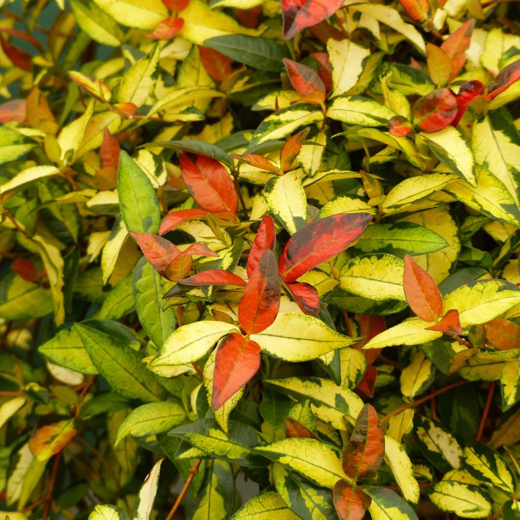 Trachelospermum Asiaticum Ogon Nishiki - Jasmin étoilé