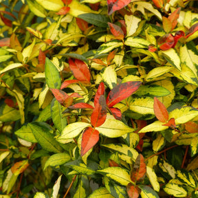 Trachelospermum Asiaticum Ogon Nishiki - Jasmin étoilé