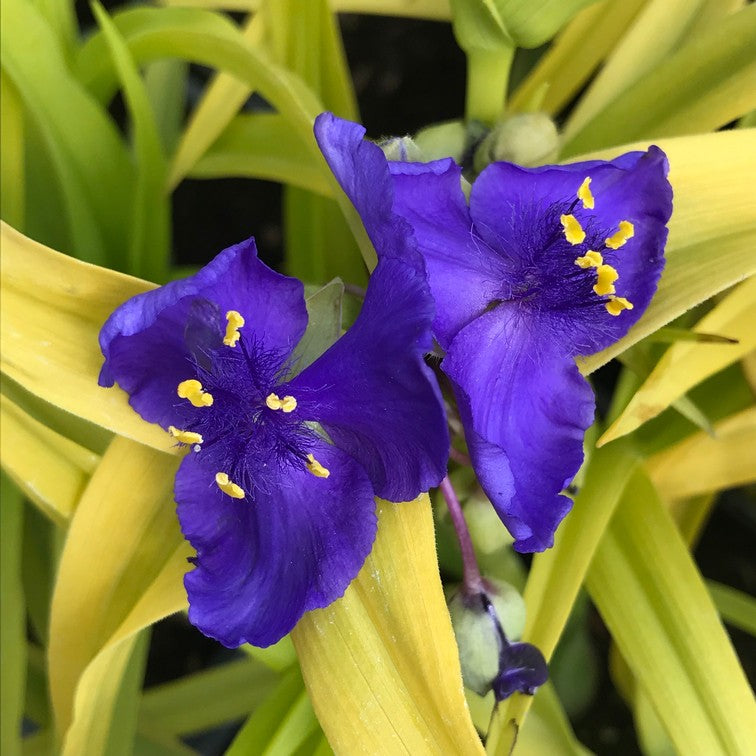 Tradescantia Andersoniana Blue and Gold - Éphémère de Virginie Blue and Gold - Volume 3L / 20-30cm