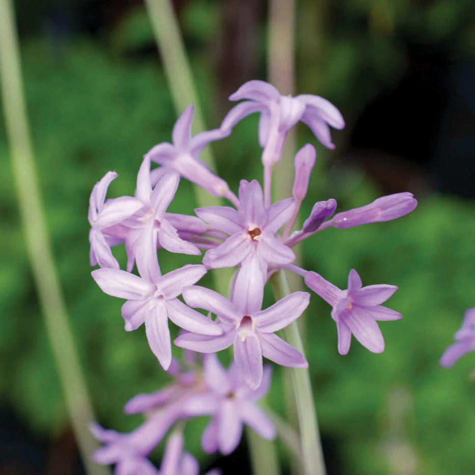 Tulbaghia Violacea Flamingo - Ail d'Afrique du Sud - Volume 3L / 20-30cm