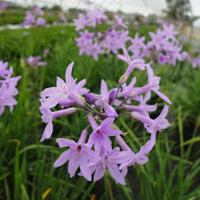 Tulbaghia violacea - Ail d'Afrique - Volume 3L / 20-40cm