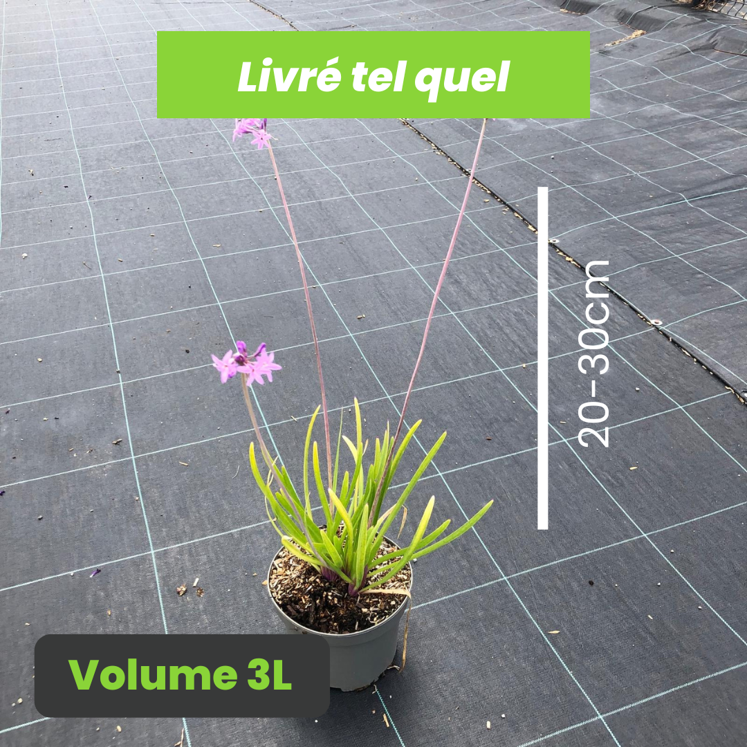 Tulbaghia Violacea Flamingo - Ail d'Afrique du Sud - Volume 3L / 20-30cm