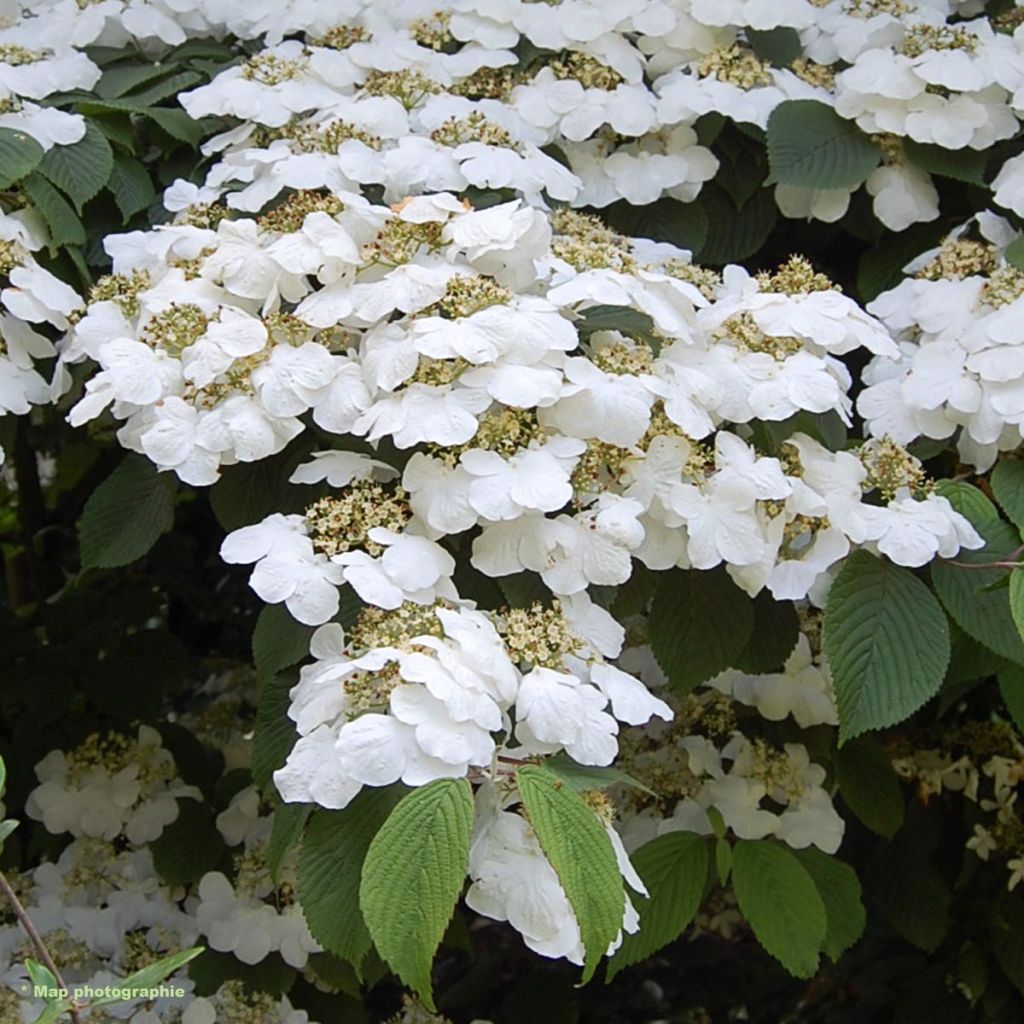 Viburnum Plicatum Lanarth - Viorne - Volume 3L / 30-40cm