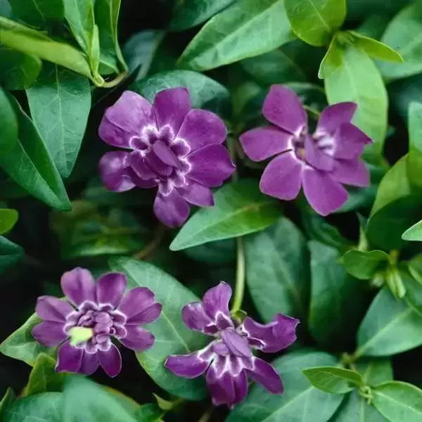Vinca Minor Multiplex - Petite pervenche double - Volume 3L / 20-30cm