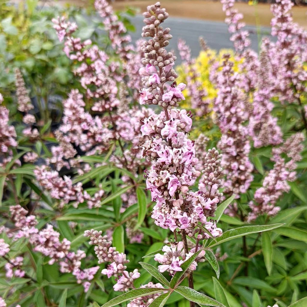 Vitex Agnus Castus Pink Pinnacle - Arbre au Poivre - Volume 3L / 30-50cm