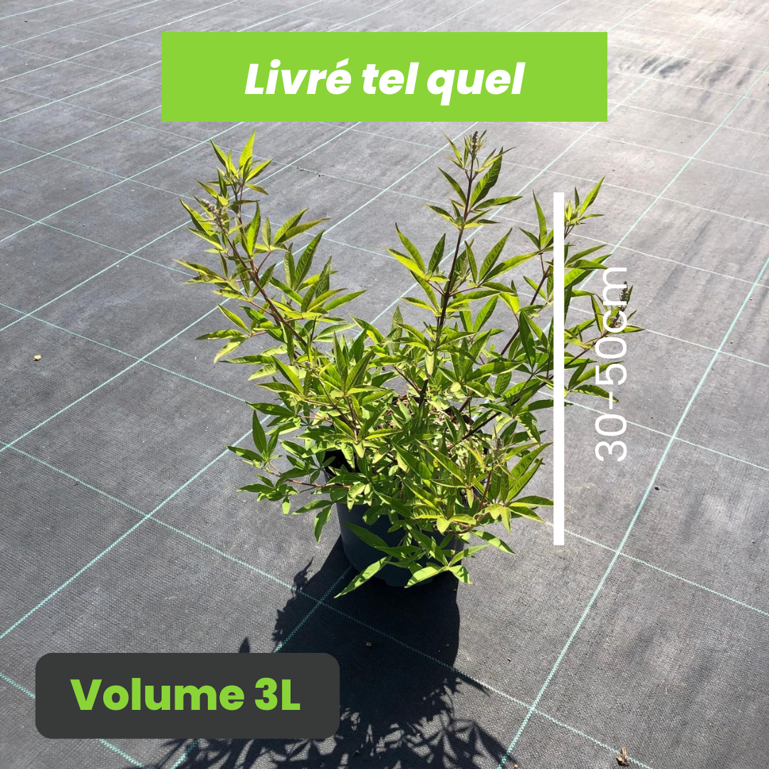 Vitex Agnus Castus Pink Pinnacle - Arbre au Poivre - Volume 3L / 30-50cm